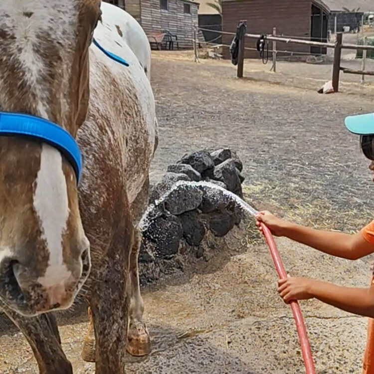 Taller de caballos infantil Lanzarote
