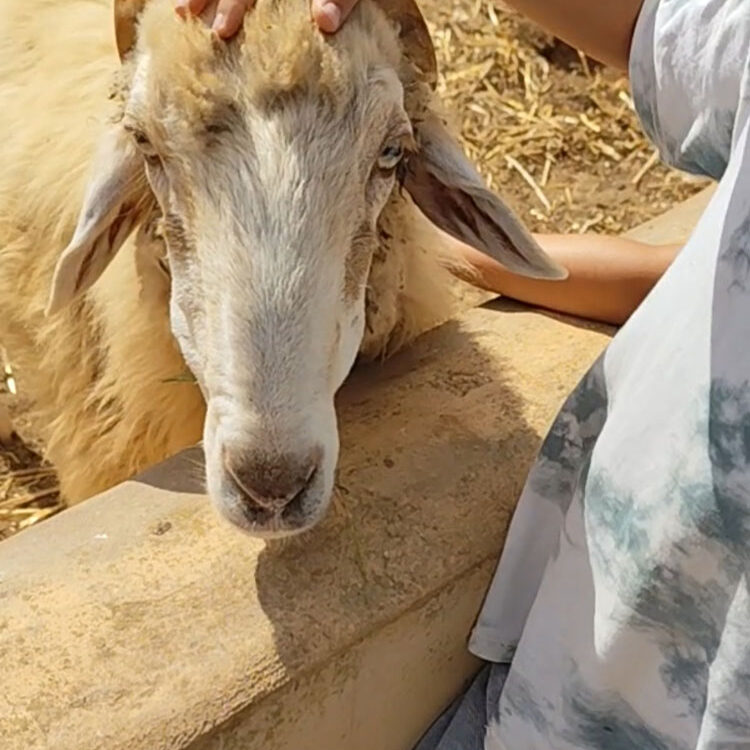 Taller educativo de Granja en Lanzarote